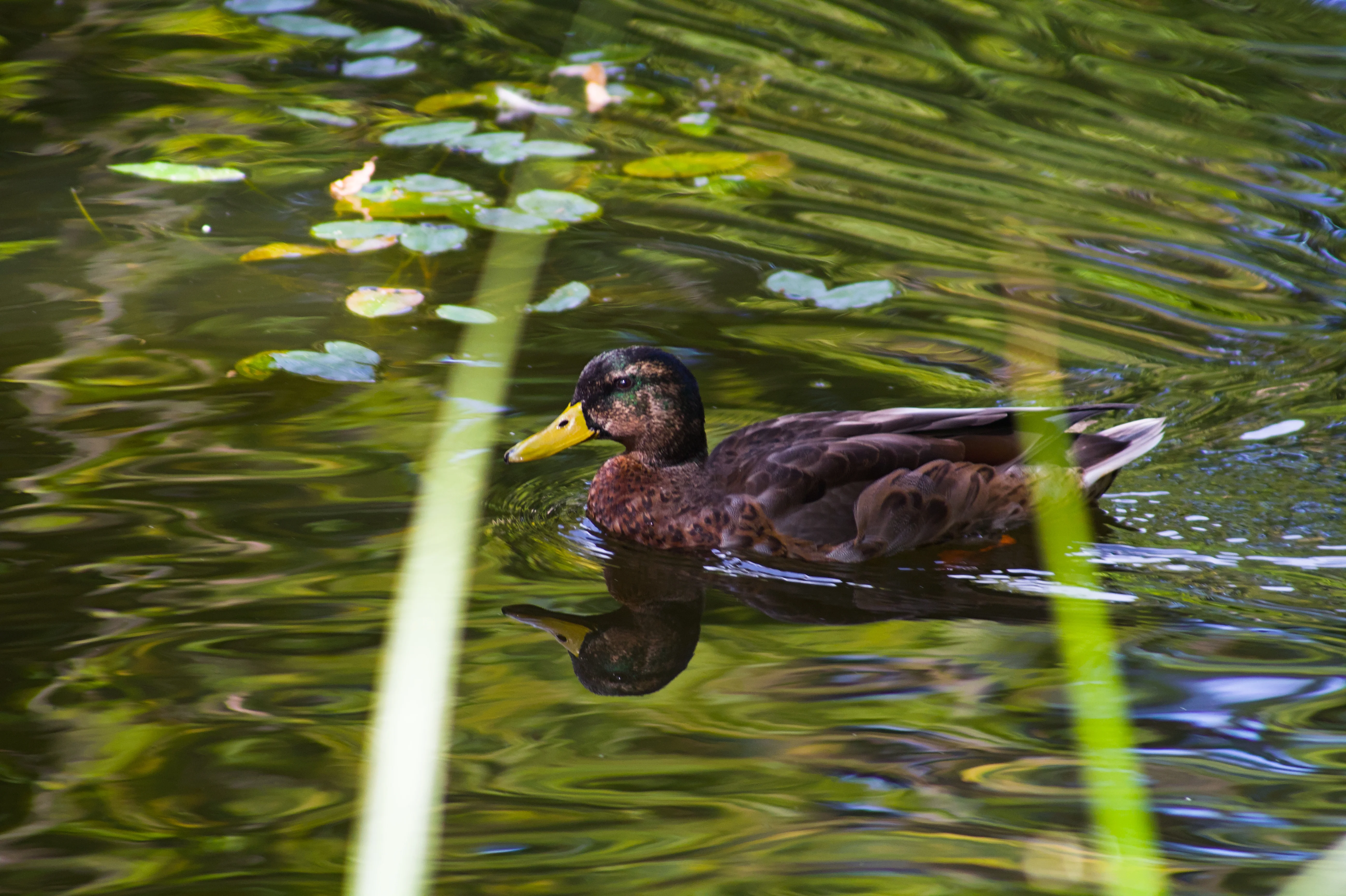 Ein Bild von einer Ente auf einem Teich in der Stadt Fulda in Hessen.